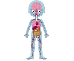4 Puzles Educativos El Cuerpo Humano