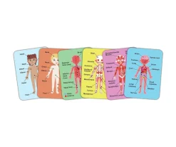 Puzzle Magnético del Cuerpo Humano